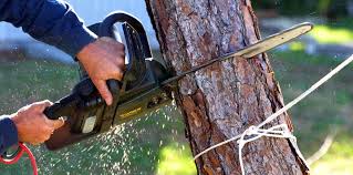 How Our Tree Care Process Works  in  Marriott Slaterville, UT