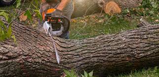 Best Tree Removal  in Marriott Slaterville, UT