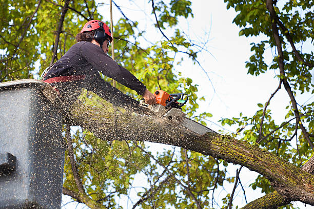 Lawn Pest Prevention in Marriott Slaterville, UT